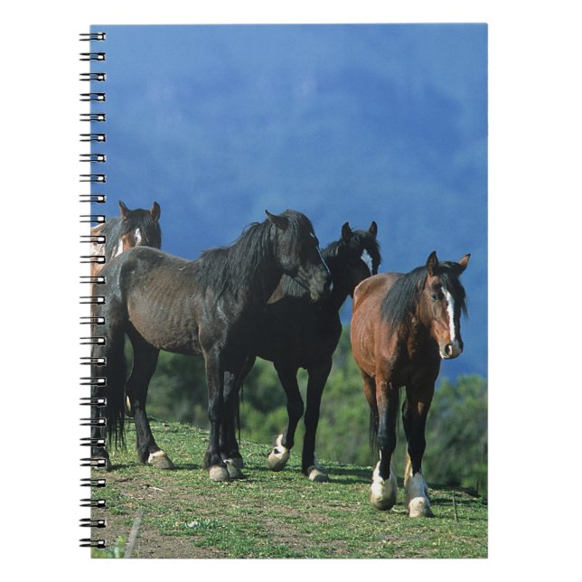 Wild Mustang Horses in the Mountains Spiral Notebook (Front)