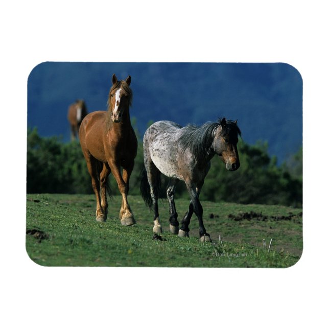 Wild Mustang Horses Magnet (Horizontal)