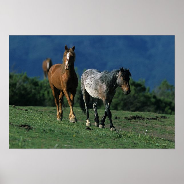 Wild Mustang Horses Poster (Front)