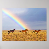 Wild Mustang Horses Running and Rainbow