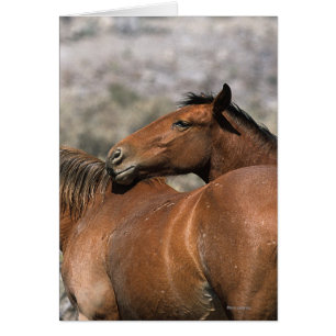 Wild Mustang Horses Touching
