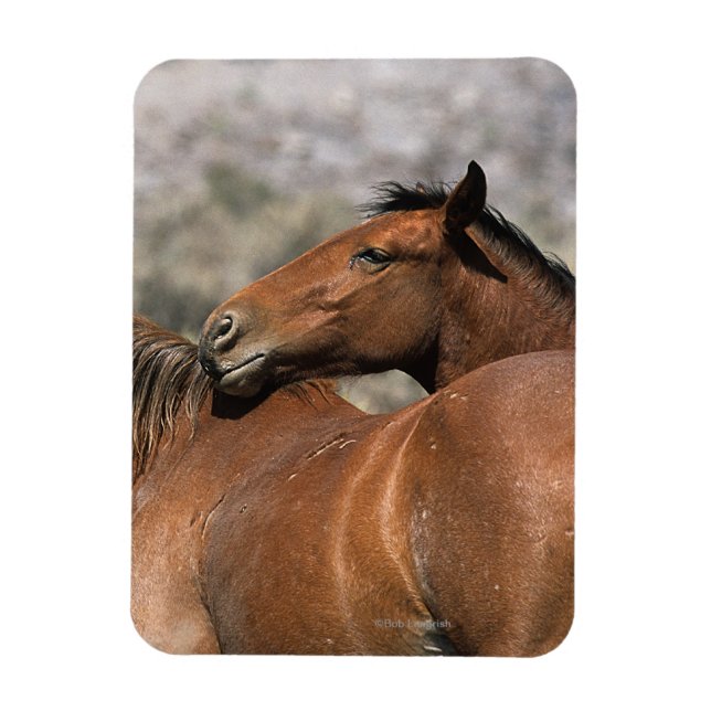 Wild Mustang Horses Touching Magnet (Vertical)