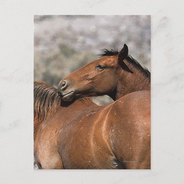 Wild Mustang Horses Touching Postcard (Front)