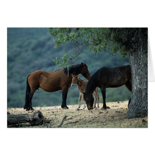 Wild Mustang Mare & Foal (Front Horizontal)