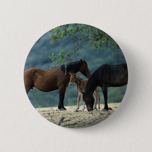 Wild Mustang Mare & Foal 6 Cm Round Badge (Front)