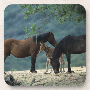 Wild Mustang Mare & Foal Coaster