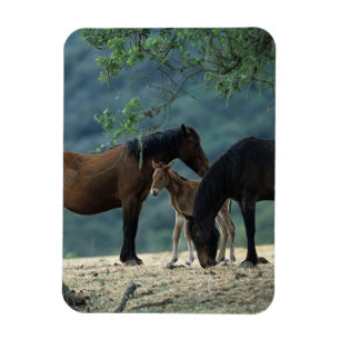Wild Mustang Mare & Foal Magnet
