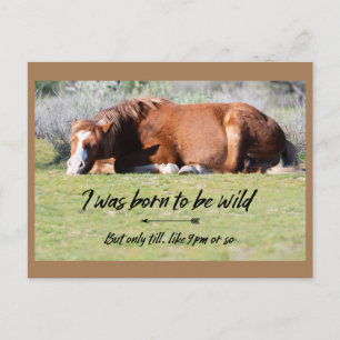 Wild Mustangs Forever Postcard