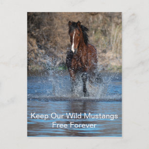 Wild Mustangs Forever Postcard