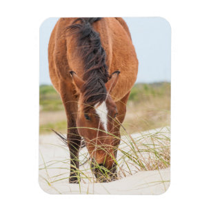 Wild Mustangs or Banker Horses Magnet