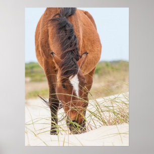 Wild Mustangs or Banker Horses Poster