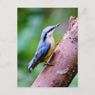 Wild Nuthatch In The Woods  - Post card