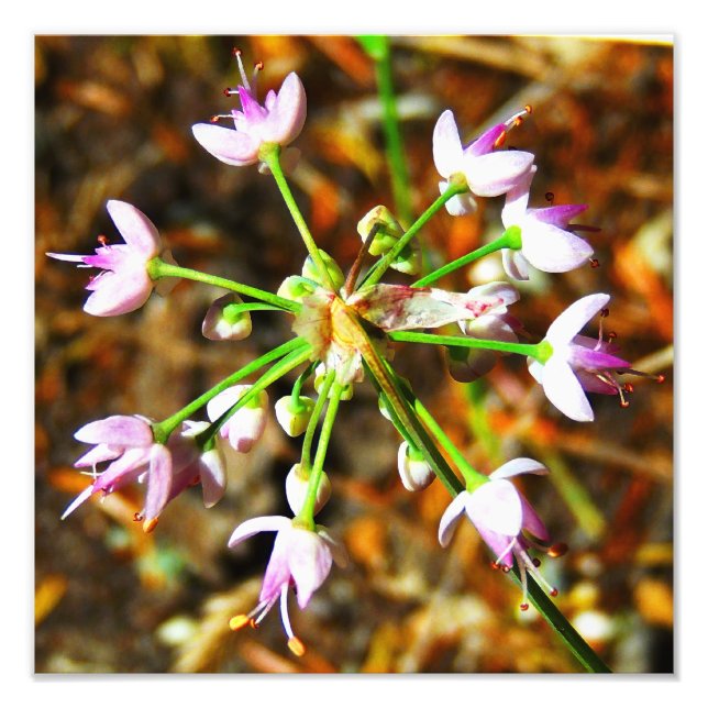 Wild Onion Flower Photo Print (Front)