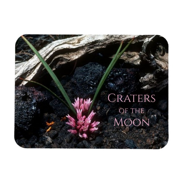 Wild Onion Flowers Growing between Lava Rocks Magnet (Horizontal)