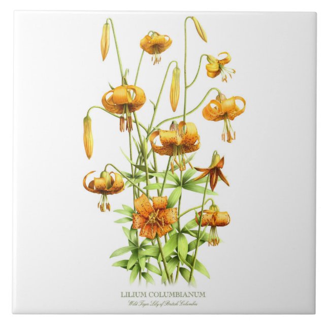 Wild Orange Tiger Lily Floral Botanical Style Art Tile (Front)