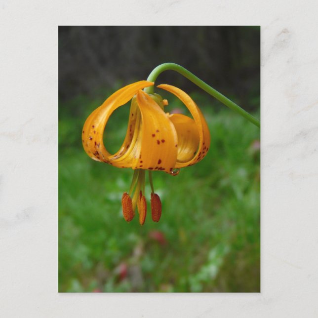 Wild Orange Tiger Lily Flower Postcard (Front)