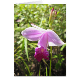 Wild Orchid - Customised