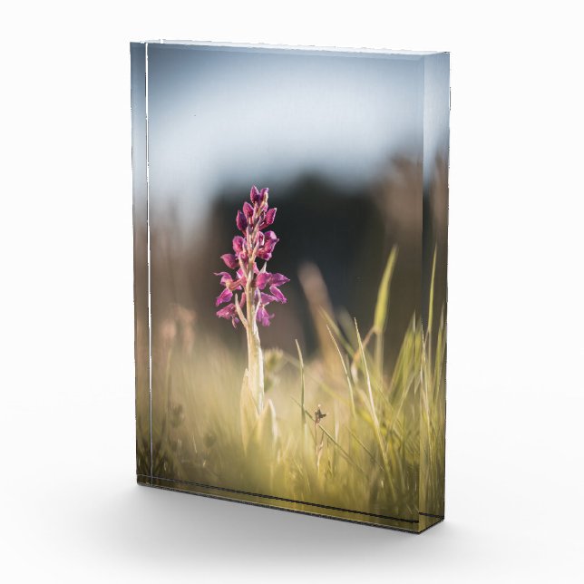 Wild Orchid Nature Photo Block (Right)
