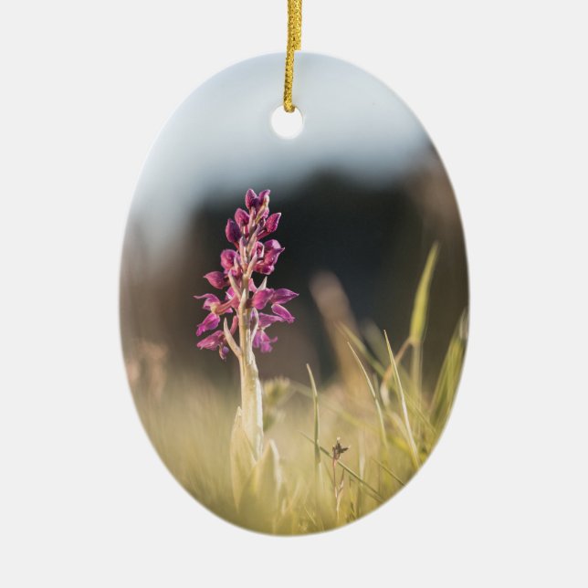 Wild Orchid Nature Photo Ceramic Tree Decoration (Front)