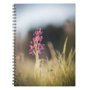Wild Orchid Nature Photo Notebook