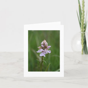 Wild Orchid Notecard
