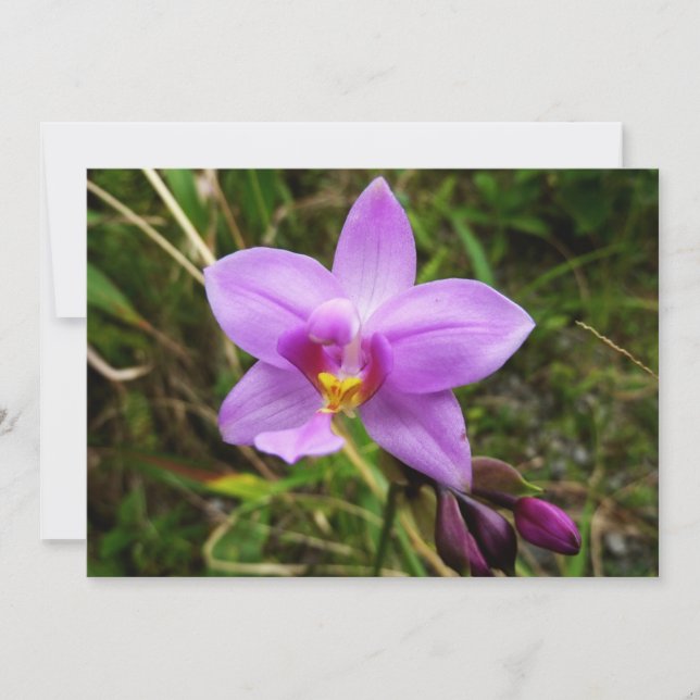 Wild Orchid Purple Tropical Flower Card (Front)