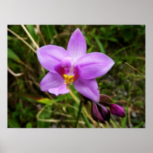 Wild Orchid Purple Tropical Flower Poster