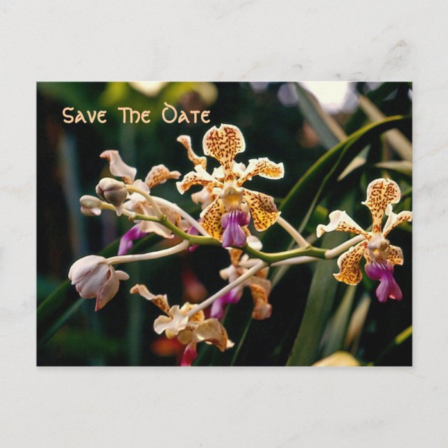 Wild Orchid Save The Date Postcard (Front)