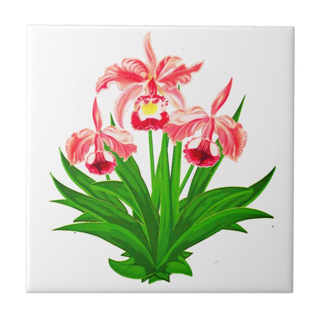 Wild Orchids - Coral Pink Orchids and Foliage  Cer Tile (Front)