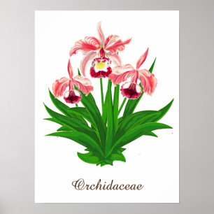 Wild Orchids - Coral Pink Orchids and Foliage Poster