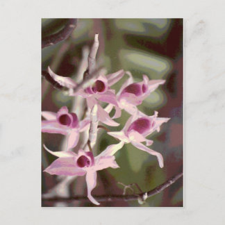 wild orchids postcard