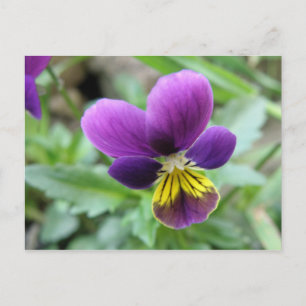 Wild Pansy Postcard