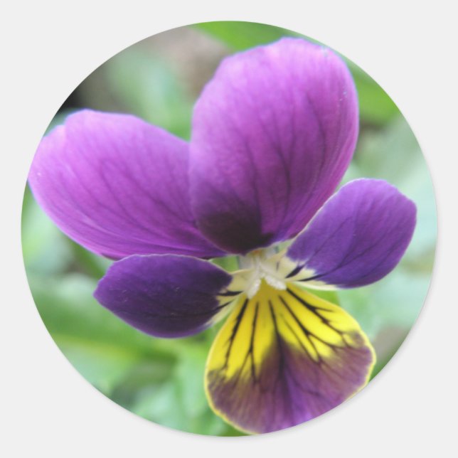 Wild Pansy Sticker (Front)