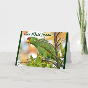 Wild Parrot Get Well Card