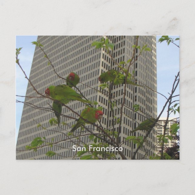 Wild Parrots of Telegraph Hill Postcard (Front)