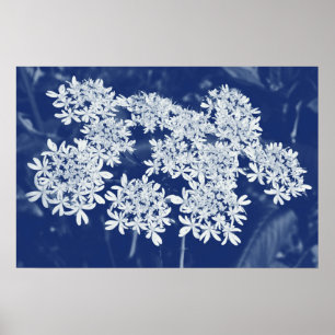 Wild Parsley - Cyanotype Effect Poster