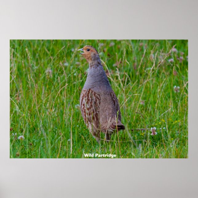 Wild Partridge Poster (Front)
