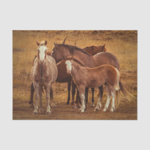 Wild Patagonia's Spirit Photography Tissue Paper