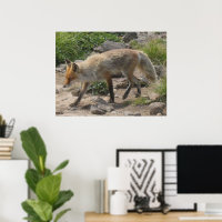 Wild Pause: Fox in the Morning Light