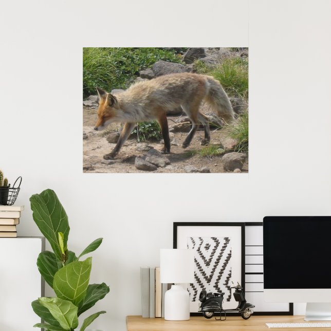 Wild Pause: Fox in the Morning Light Poster (Home Office)