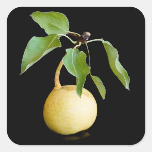 Wild pear square sticker