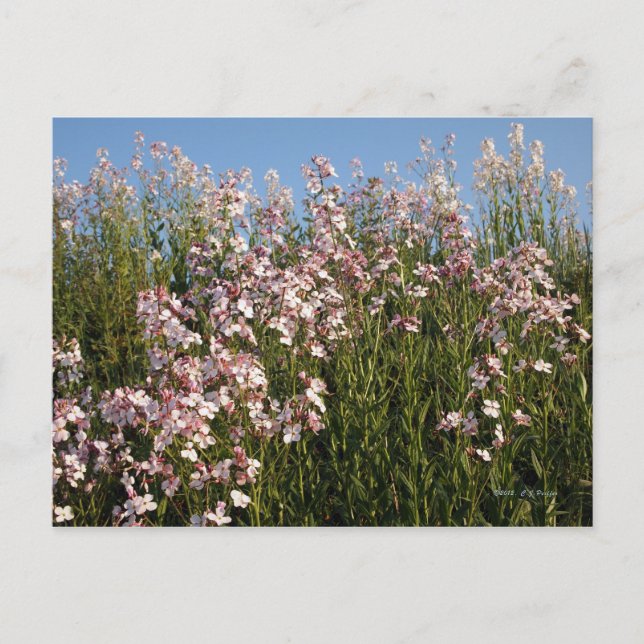 "Wild Phlox" postcard (Front)