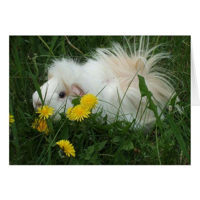 Wild Pig (Front Horizontal)