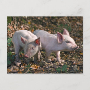 Wild Piglets Postcard