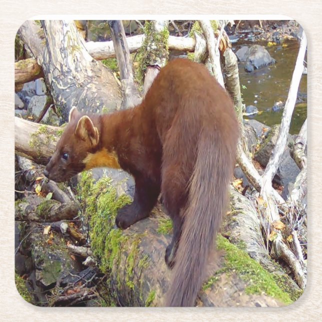 Wild Pine Marten On Fallen Log Rustic Nature Art Square Paper Coaster (Front)