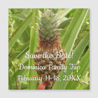 Wild Pineapple Tropical Fruit in Nature