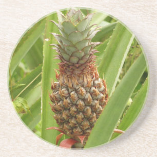 Wild Pineapple Tropical Fruit in Nature Coaster