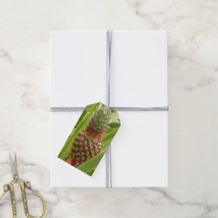 Wild Pineapple Tropical Fruit in Nature Gift Tags