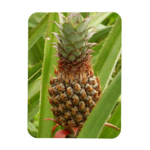 Wild Pineapple Tropical Fruit in Nature Magnet