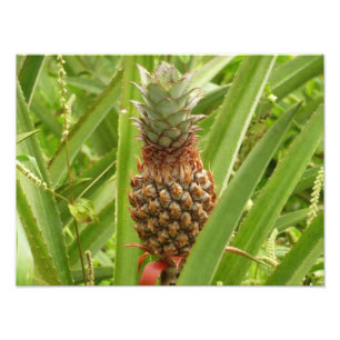 Wild Pineapple Tropical Fruit in Nature Photo Print